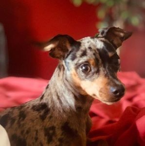 Meet your Posher, Rachel